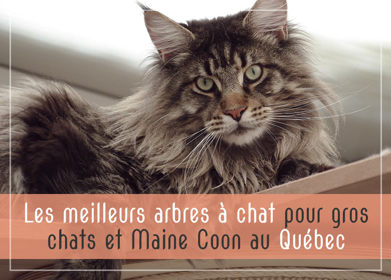 Les meilleurs arbres à chat pour gros chats et Maine Coon au Québec