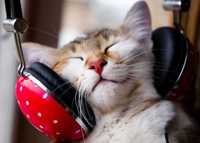 Musicothérapie pour chat