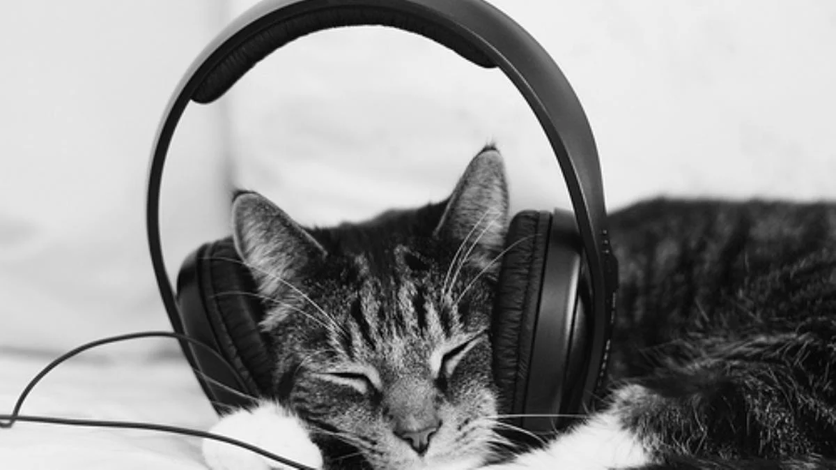 Musicothérapie pour chats