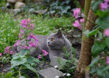 Comment créer un environnement sûr pour votre chat à l’extérieur?