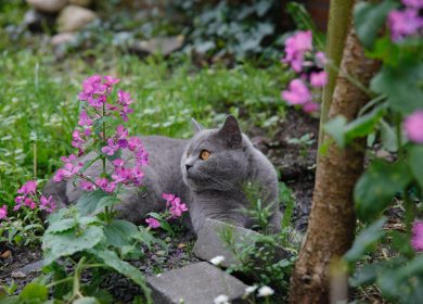 Comment créer un environnement sûr pour votre chat à l’extérieur?