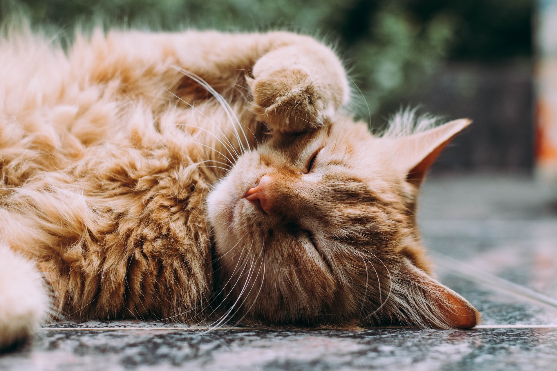 Un beau chat roux allongé sur le sol à l'extérieur