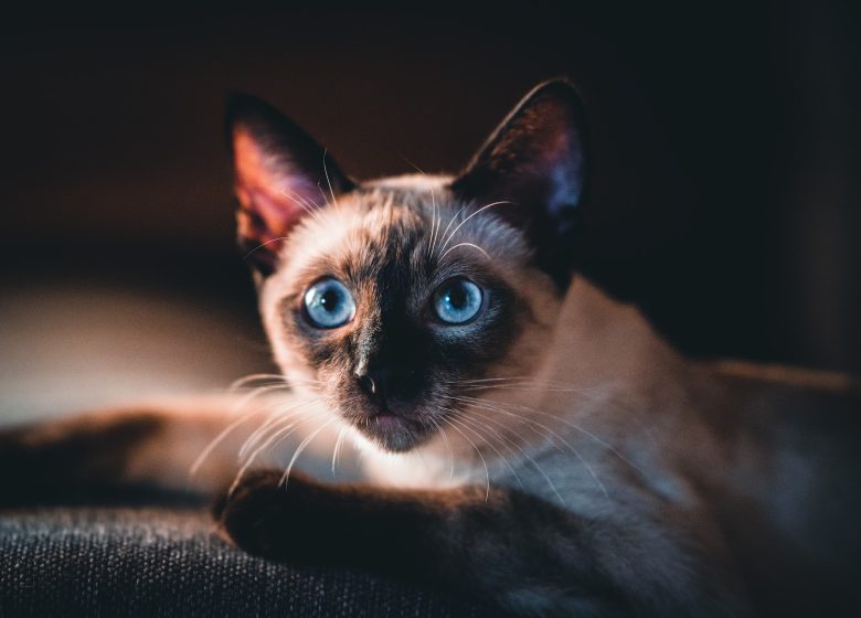 Chat siamois assis avec de beaux yeux bleus