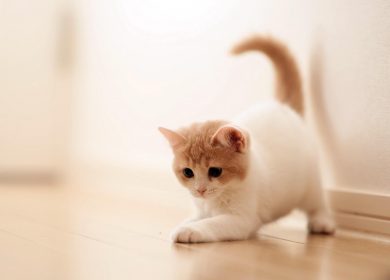 fond écran d'un adorable chaton blanc et beige qui veut jouer