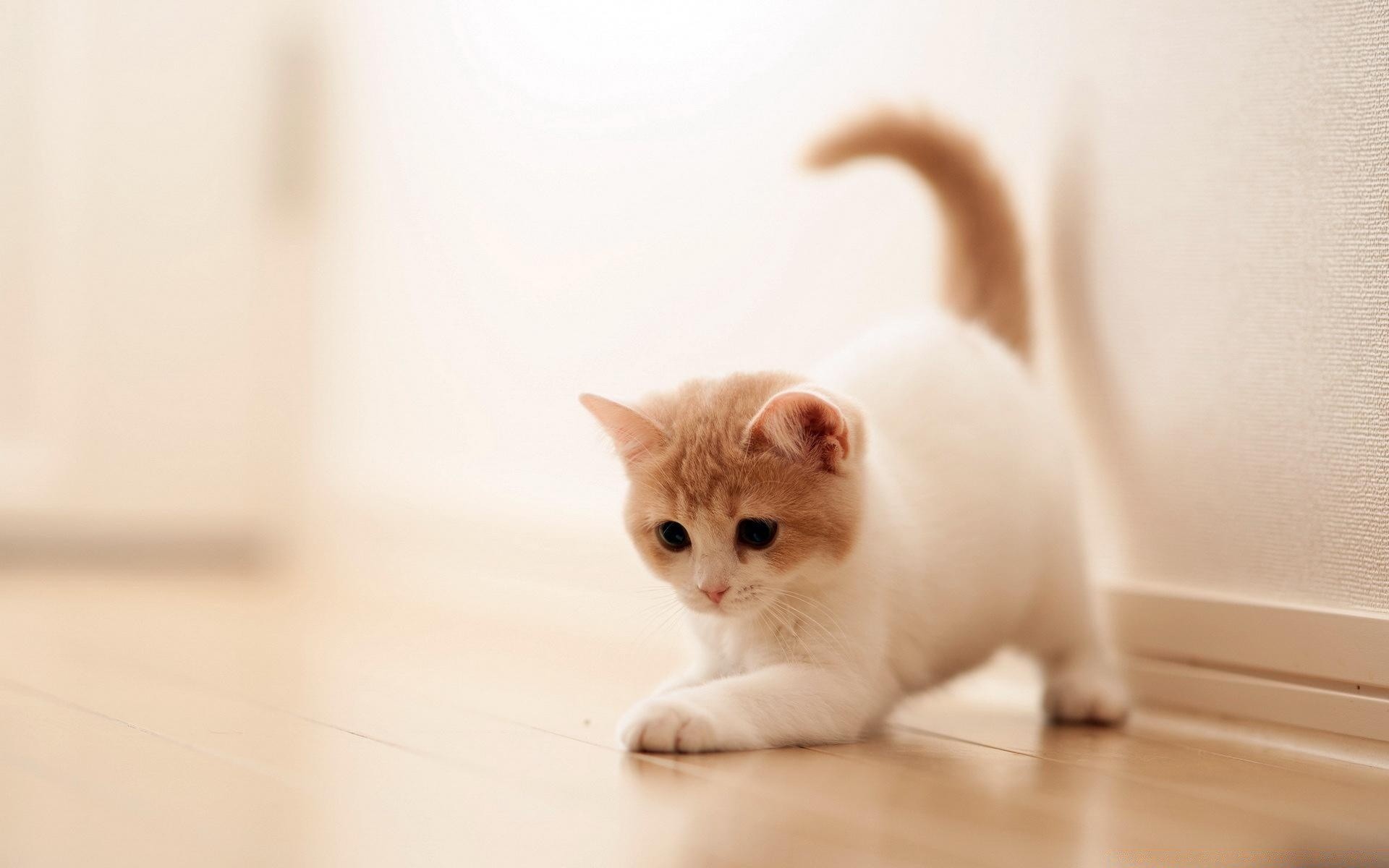 fond écran d'un adorable chaton blanc et beige qui veut jouer