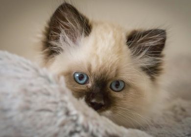 fond écran d'un mignon chaton Birman ou Himalayen aux yeux bleus