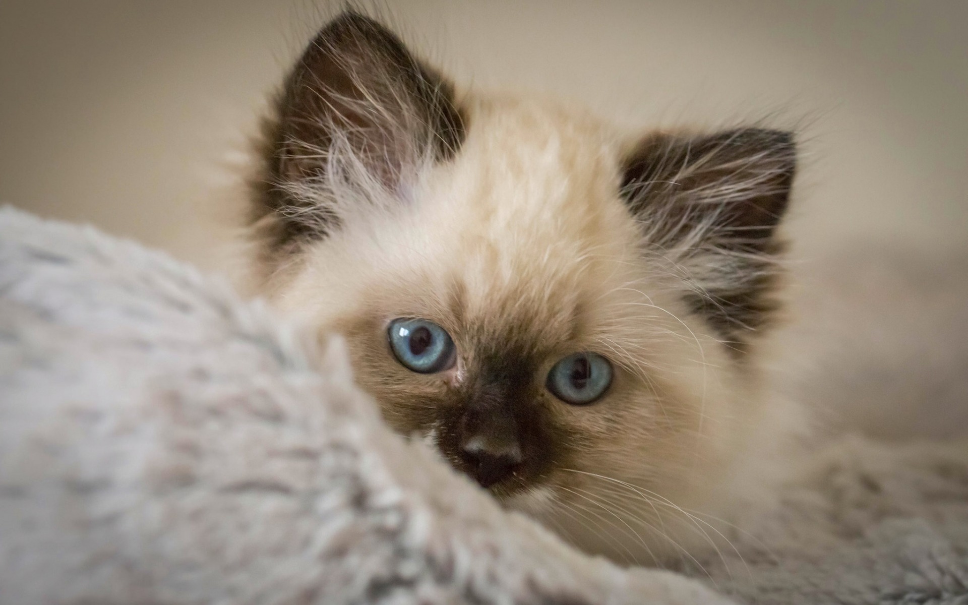 fond écran d'un mignon chaton Birman ou Himalayen aux yeux bleus