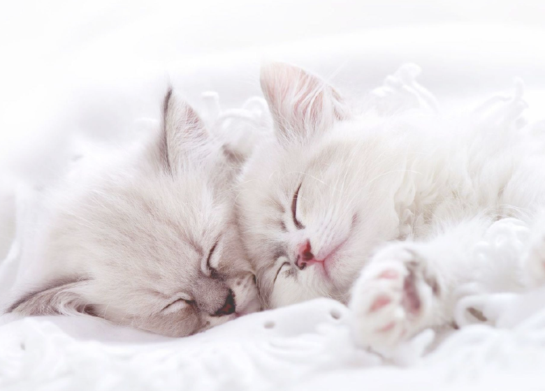 2 jolis chatons qui dorment dans leur meilleur lit pour chat