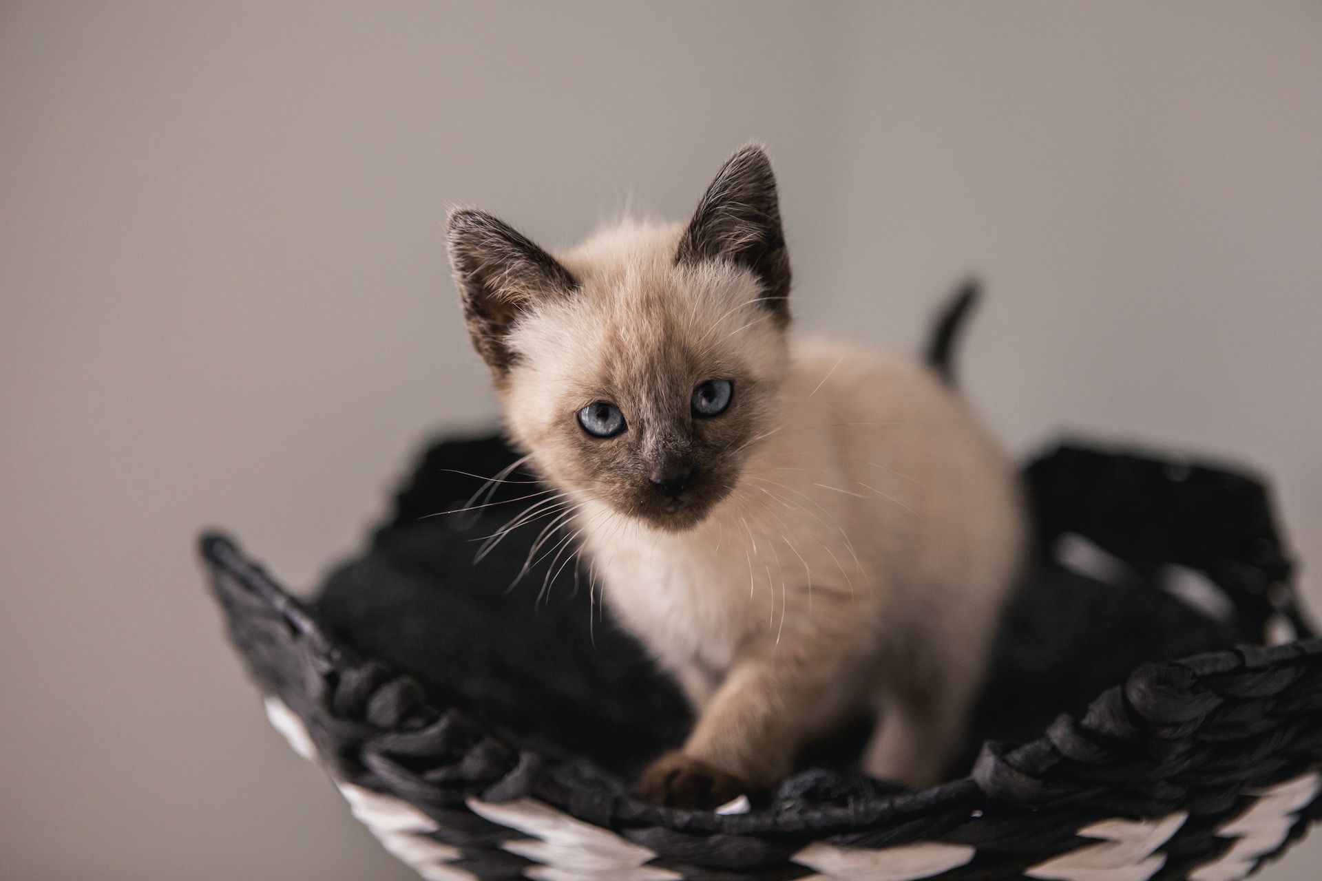 Joli chaton siamois qui regarde de face