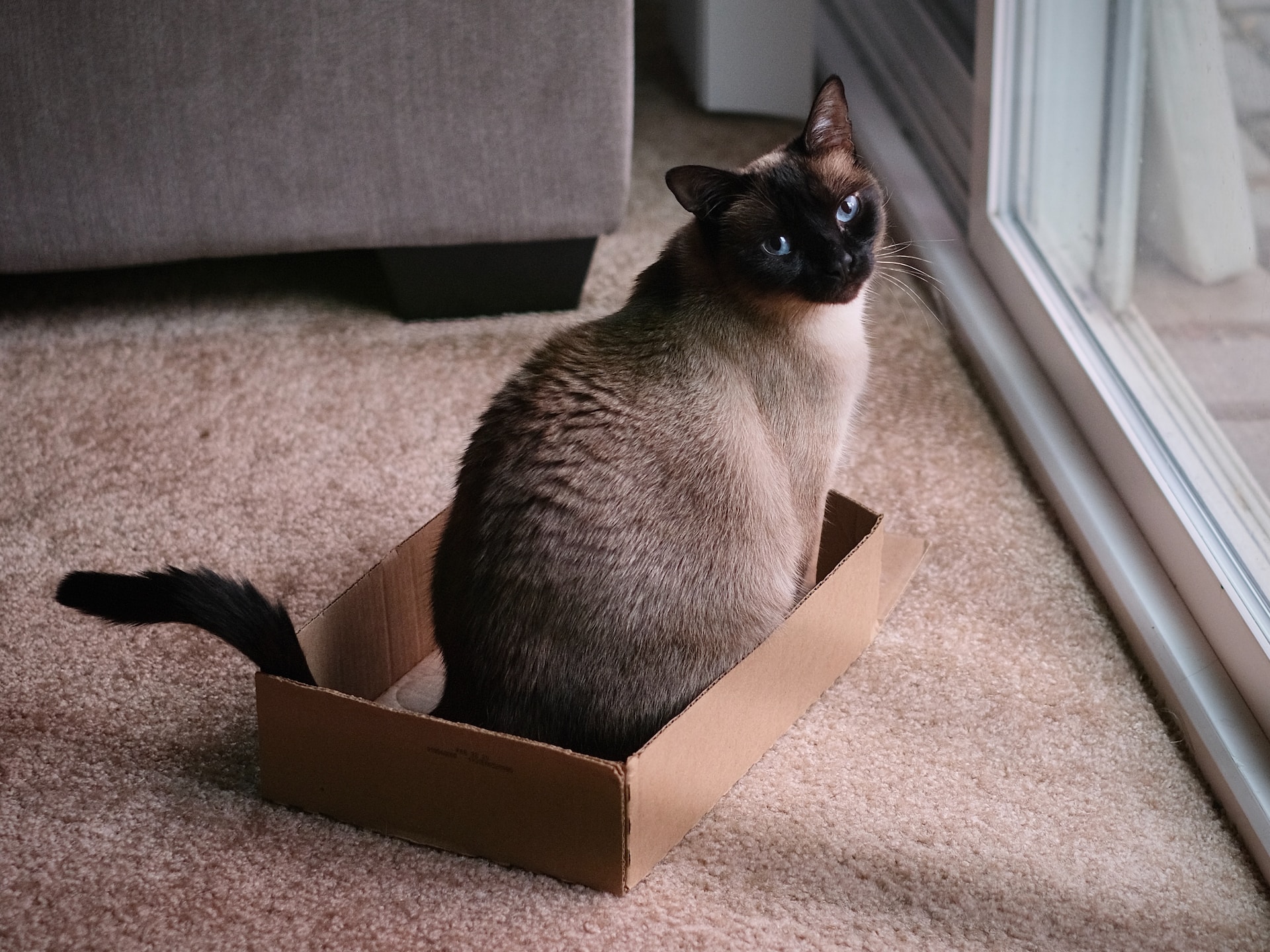 Un chat siamois assis dans une boîte en carton dedans une porte