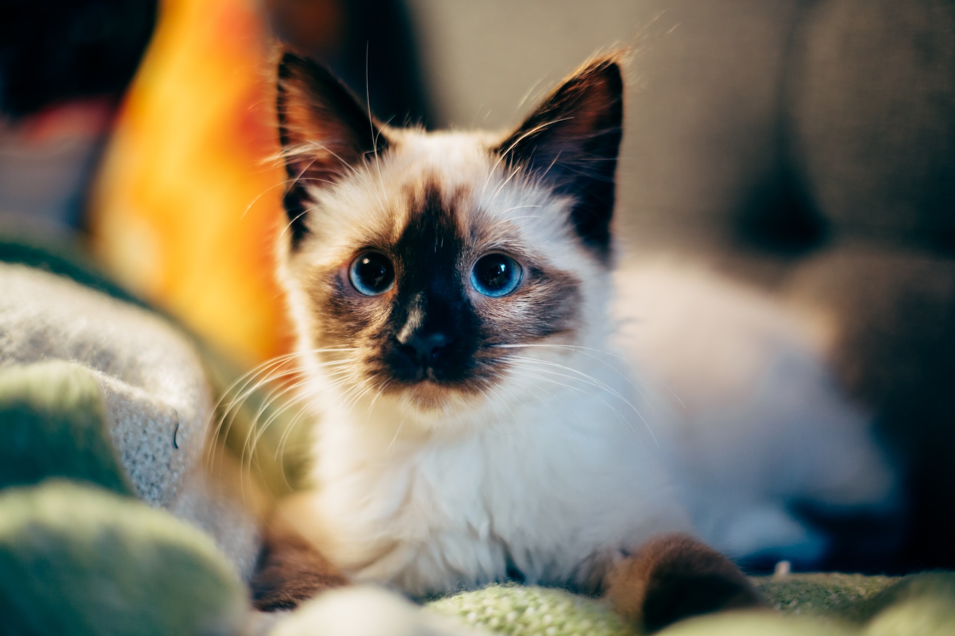 Un jeune chat siamois croisé 