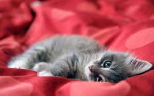 wallpaper d'un adorable chaton gris couché sur une couverture rouge