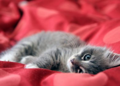 wallpaper d'un adorable chaton gris couché sur une couverture rouge