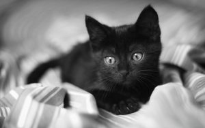 wallpaper d'un chaton noir sur une couverture - fond d'écran en noir et blanc