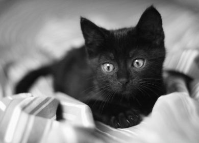 wallpaper d'un chaton noir sur une couverture - fond d'écran en noir et blanc