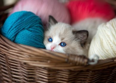 wallpaper d'un magnifique chaton Ragdoll entouré de laines dans un panier