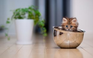 wallpaper d'un petit chaton dans un bol métallique - Tabby sibérien ou persan aux yeux bleus