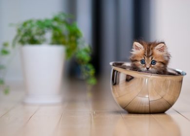 wallpaper d'un petit chaton dans un bol métallique - Tabby sibérien ou persan aux yeux bleus